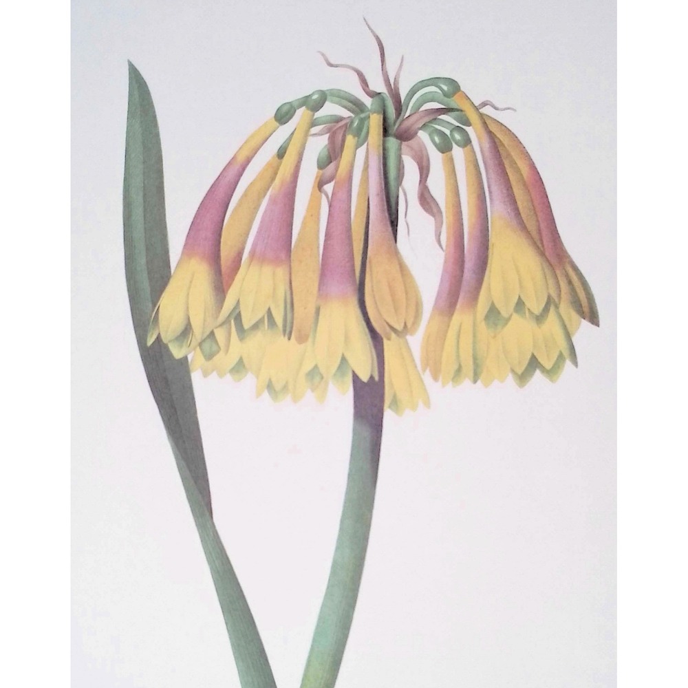 Cyrtanthus Obliquus Redouté Botanical Flower Print Vintage Floral Wall Art